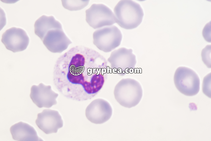 Granulocyte neutrophile x800 - gryphea.com